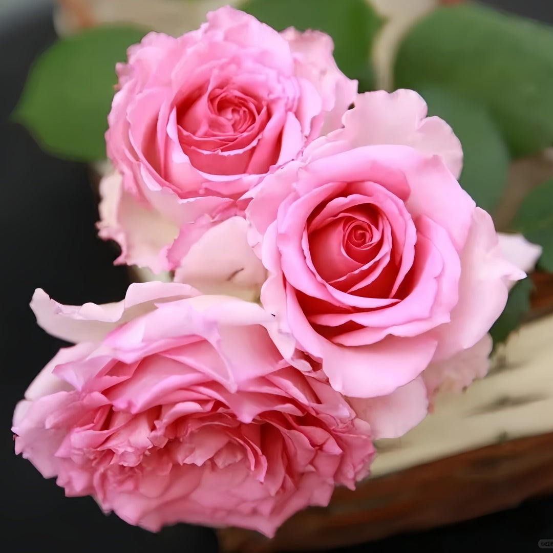 Silk Garment Rose