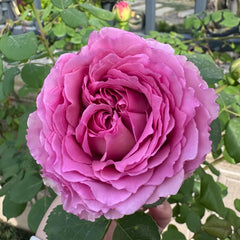 Silk Garment Rose