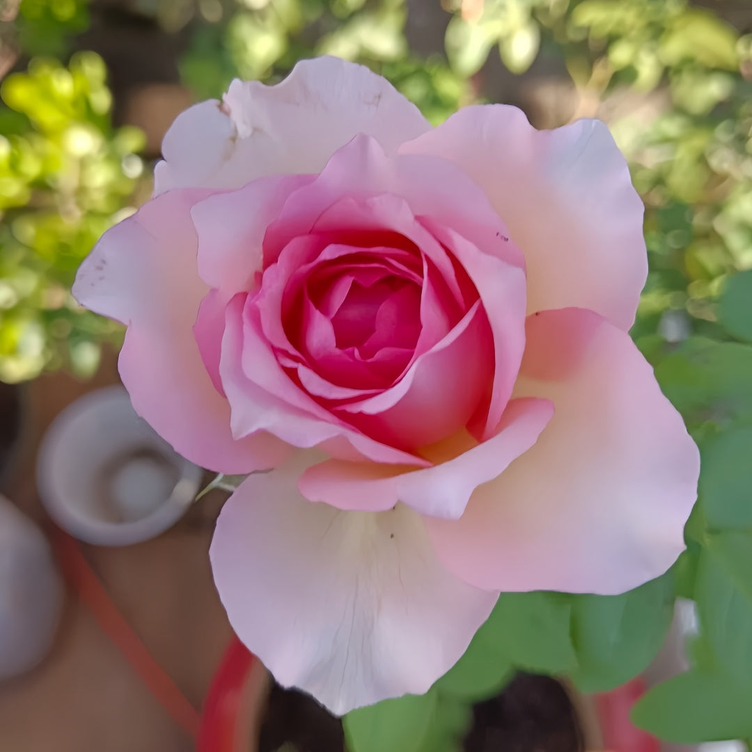Silk Garment Rose
