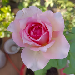 Silk Garment Rose