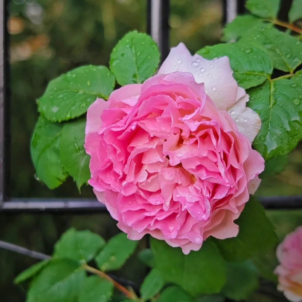 Silk Garment Rose