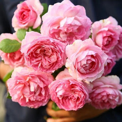 Silk Garment Rose