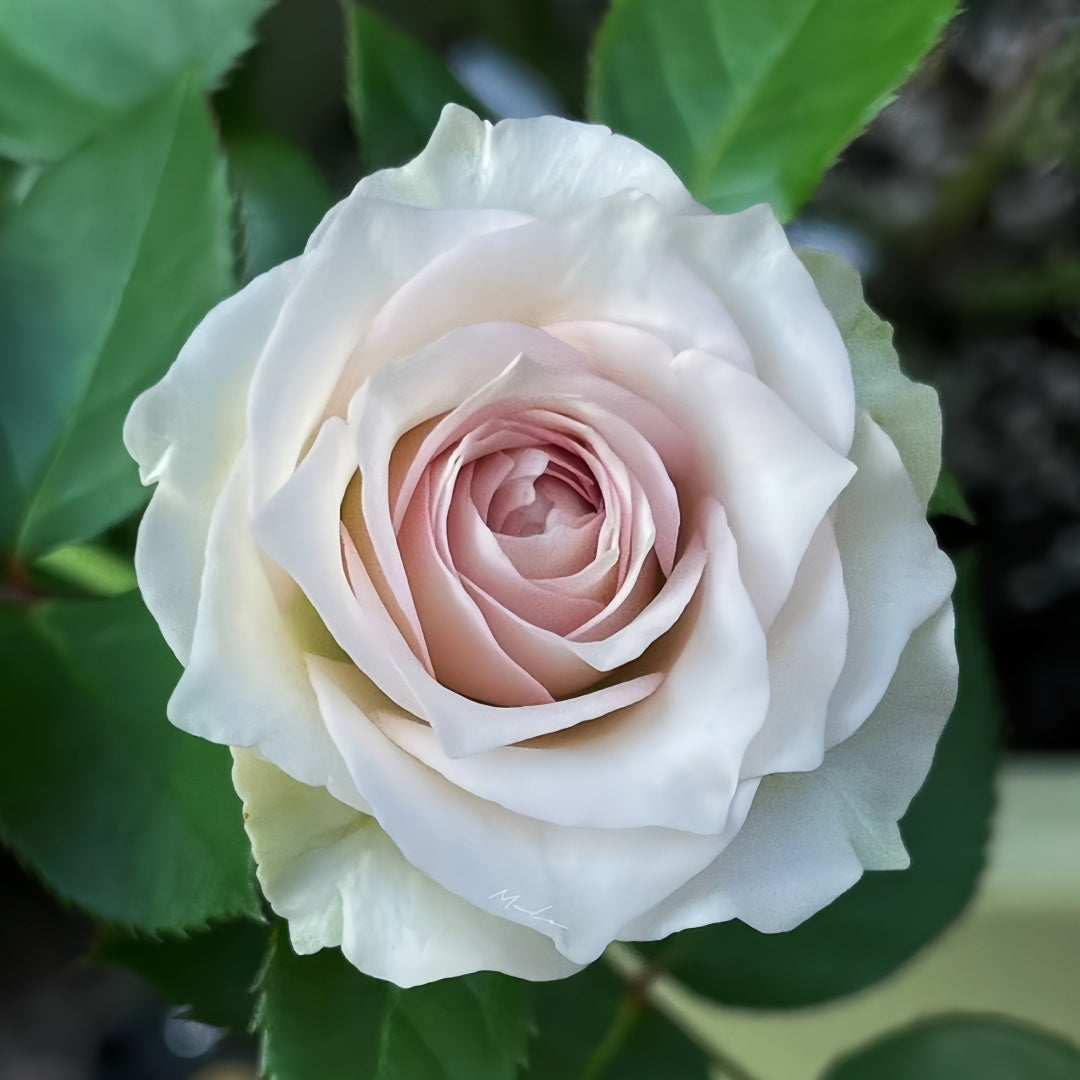 Silver Rain Rose