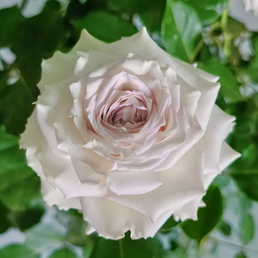 Silver Rain Rose