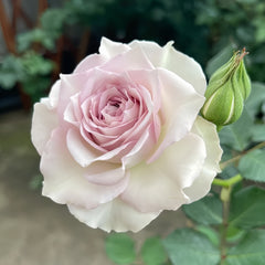 Silver Rain Rose
