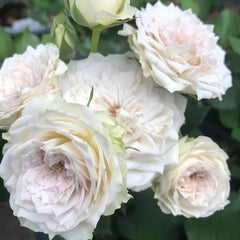Silver Rain Rose