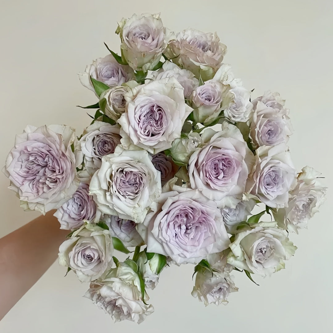 Silver Rain Rose