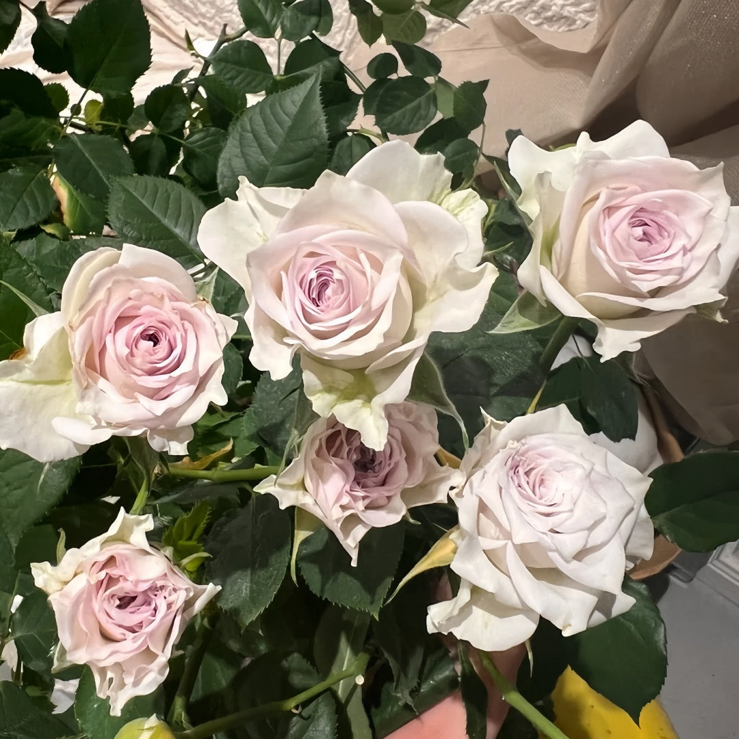 Silver Rain Rose