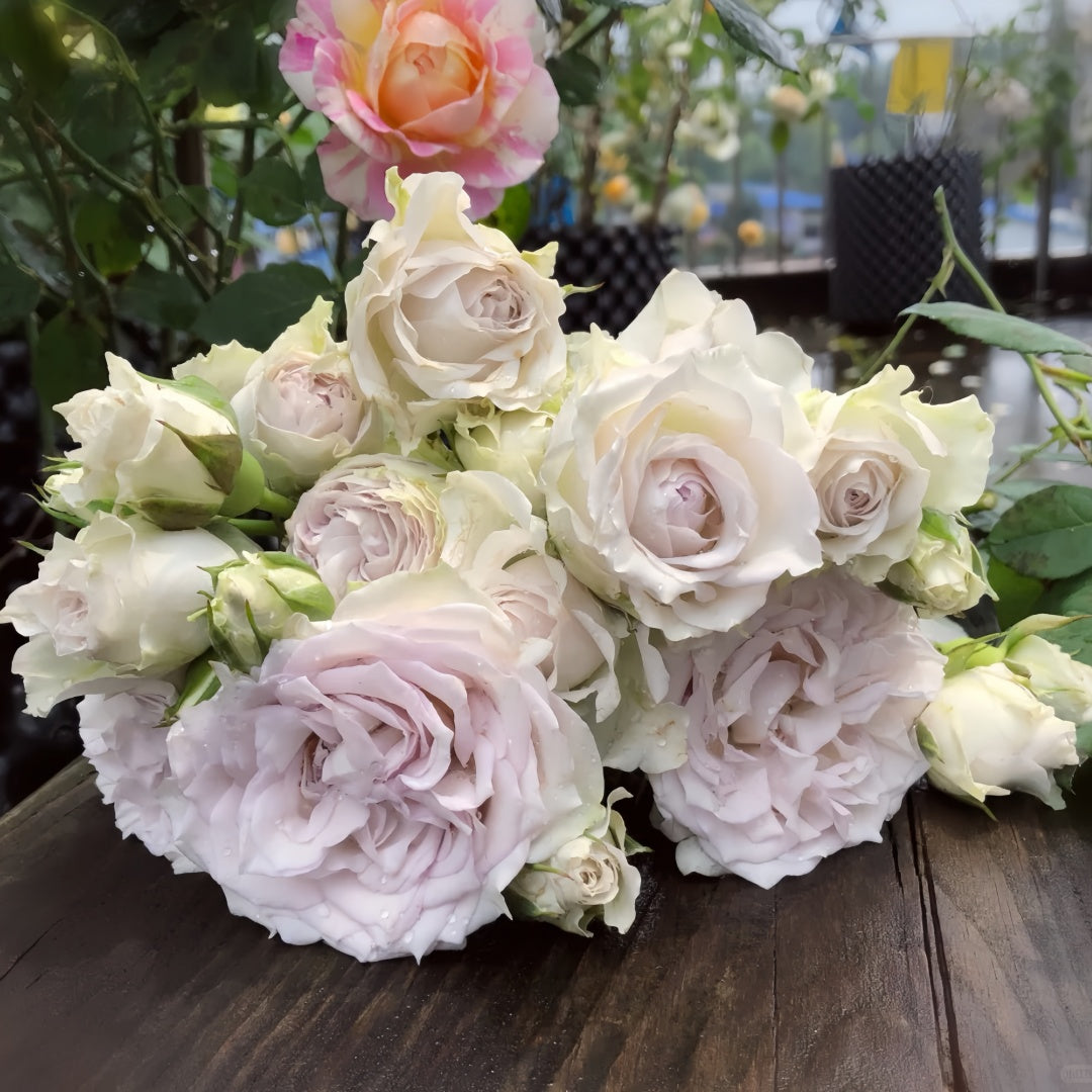 Silver Rain Rose