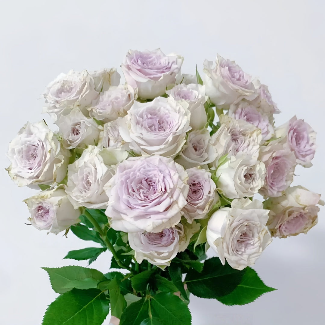 Silver Rain Rose