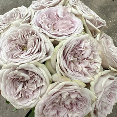 Silvermine Rose