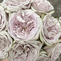 Silvermine Rose