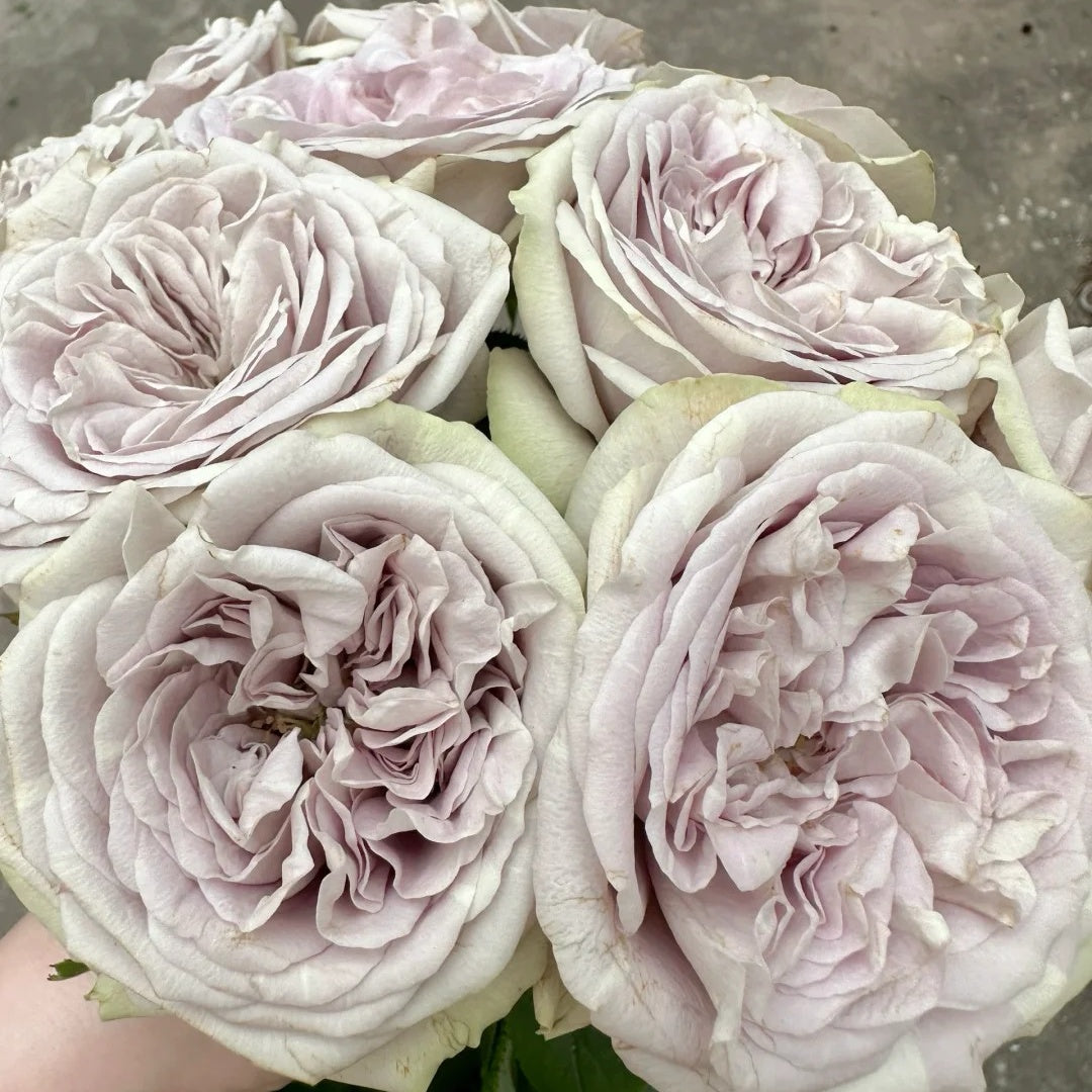 Silvermine Rose