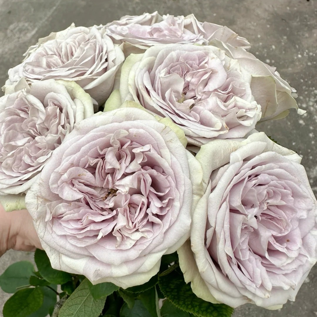 Silvermine Rose