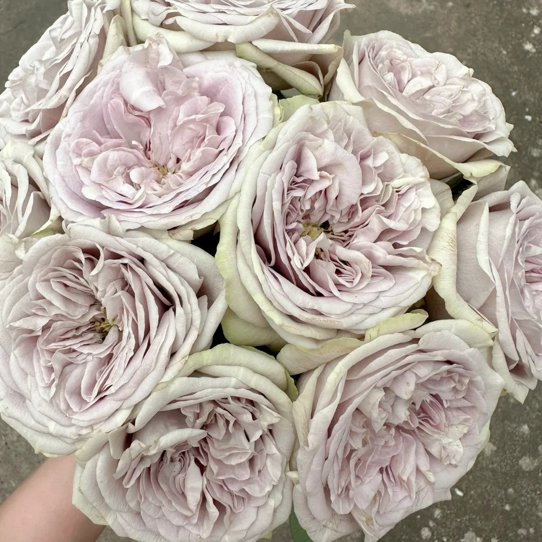 Silvermine Rose
