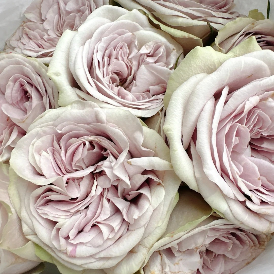 Silvermine Rose