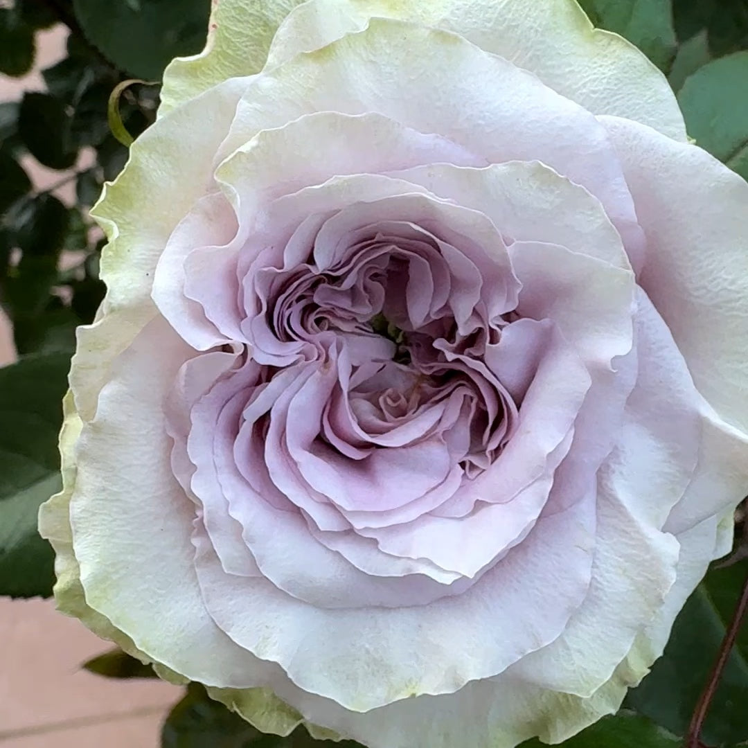 Silvery Light Rose