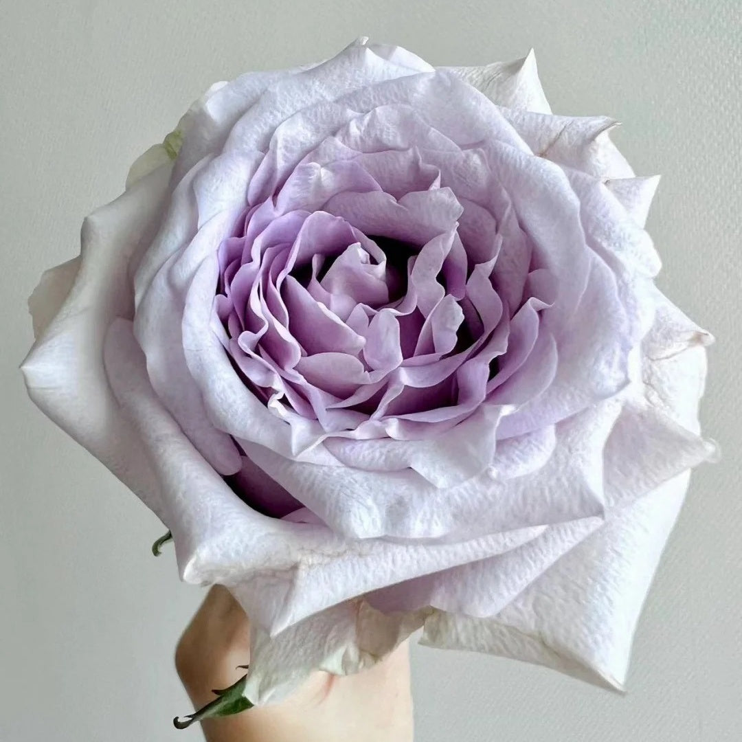Silvery Light Rose