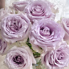 Silvery Light Rose