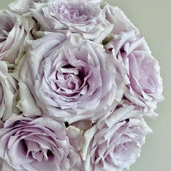 Silvery Light Rose