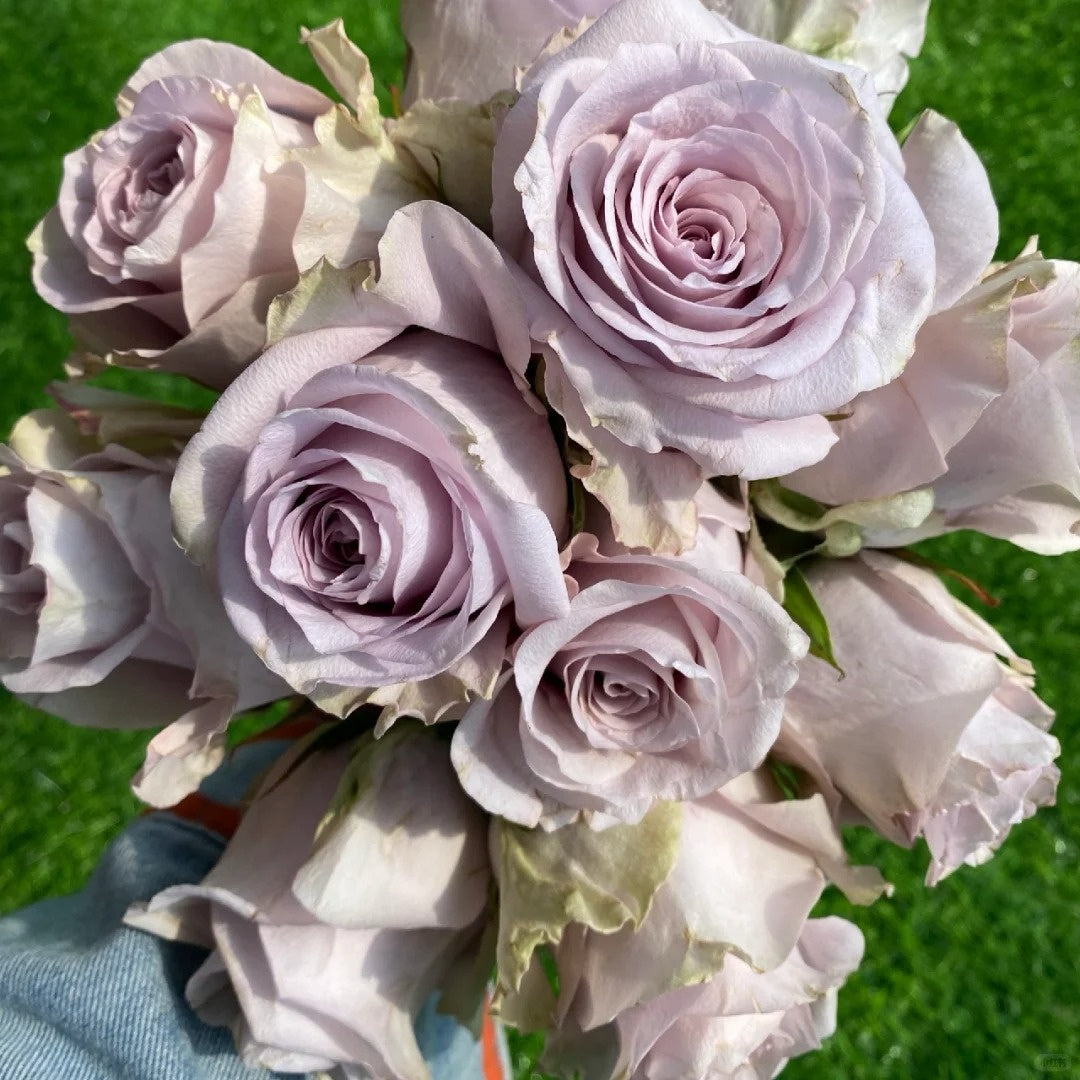 Silvery Light Rose