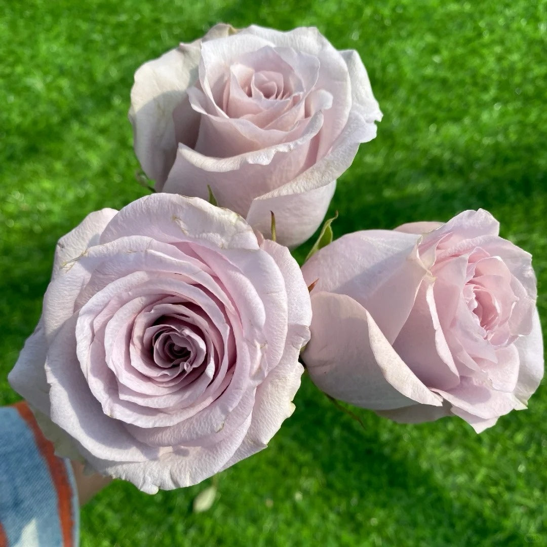 Silvery Light Rose