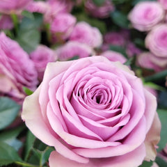Smokey Eyes Rose