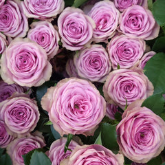 Smokey Eyes Rose