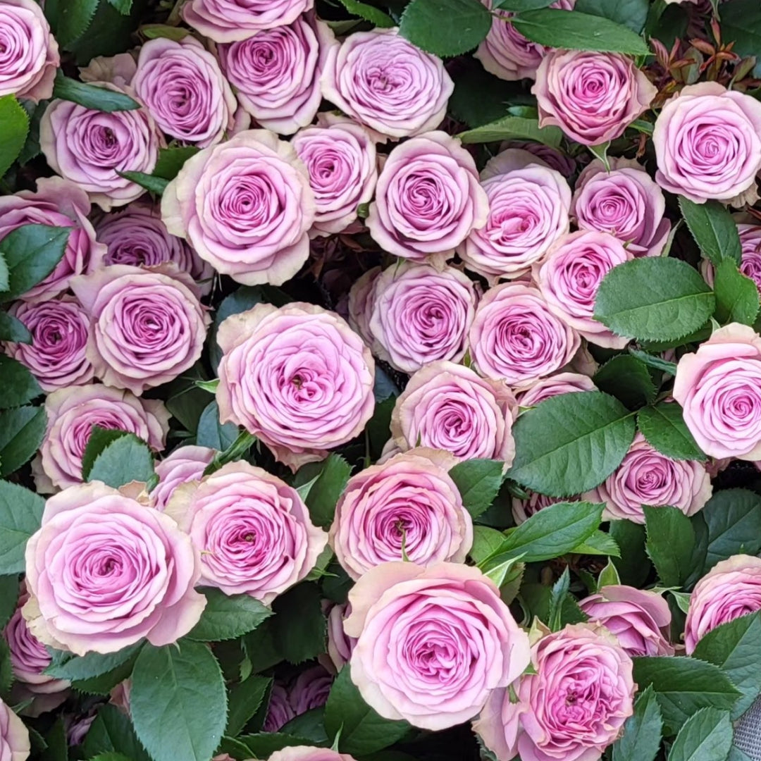 Smokey Eyes Rose