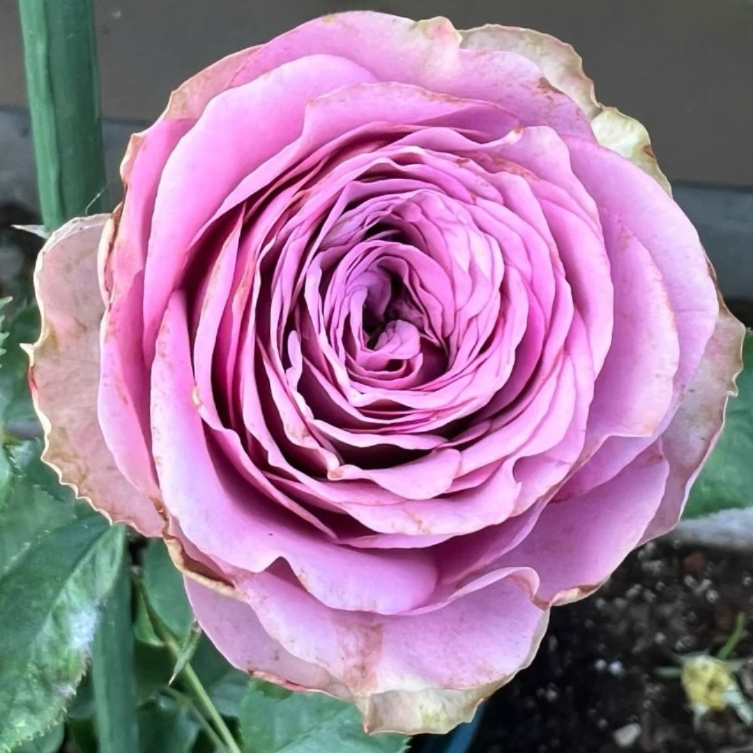 Smokey Eyes Rose