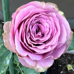 Smokey Eyes Rose