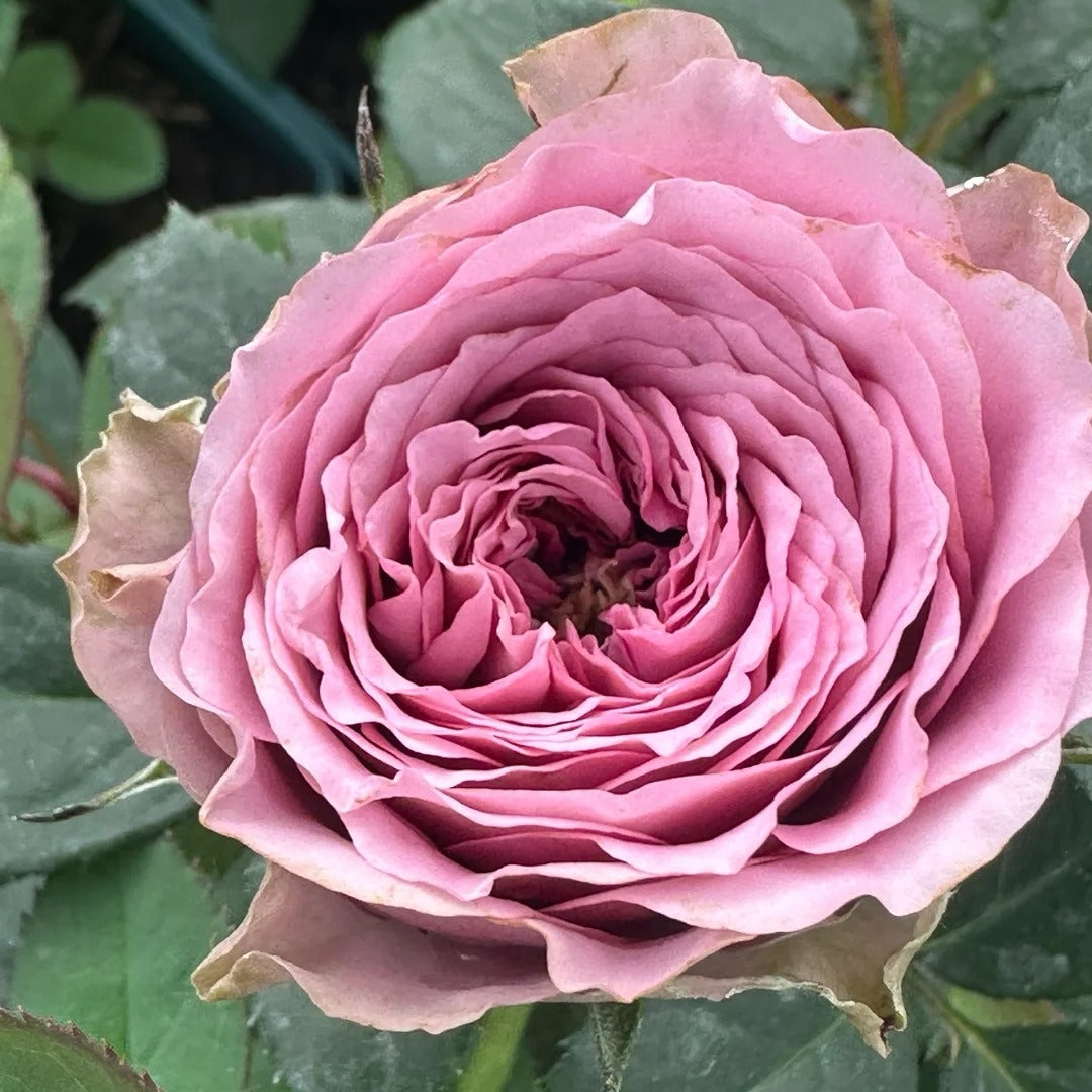 Smokey Eyes Rose