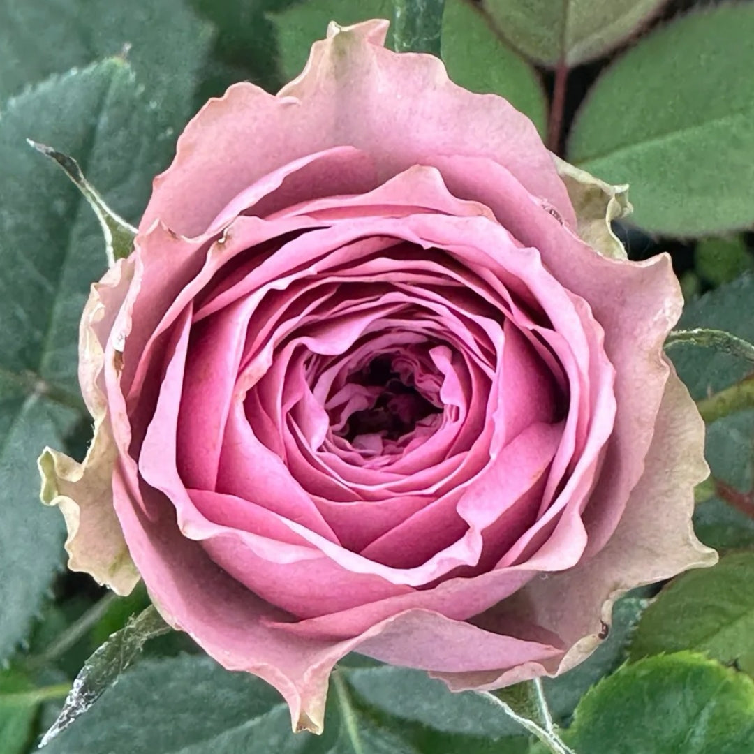Smokey Eyes Rose