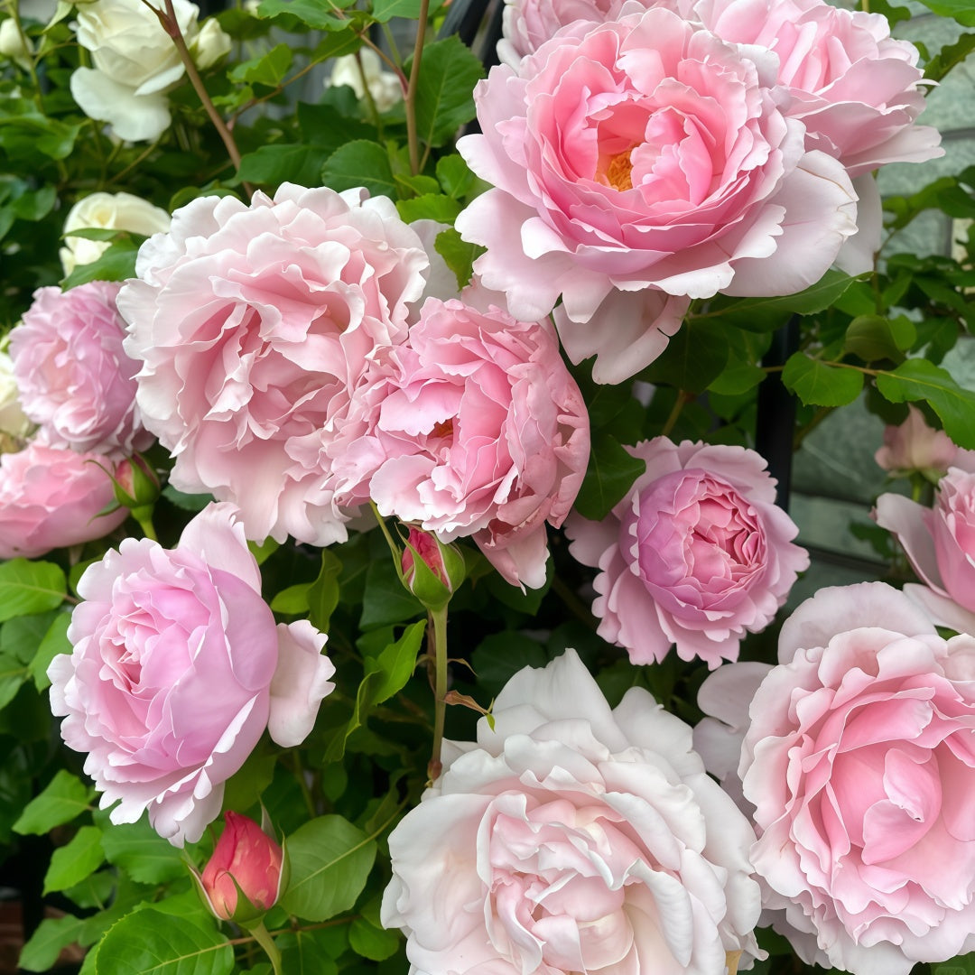Sophie Rochas Rose