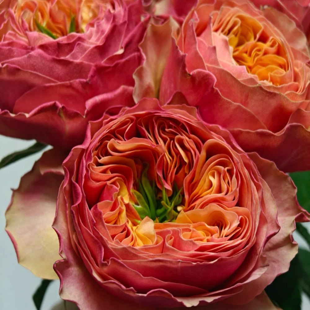South Park Rose
