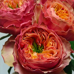 South Park Rose