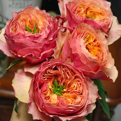 South Park Rose