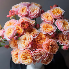 South Park Rose
