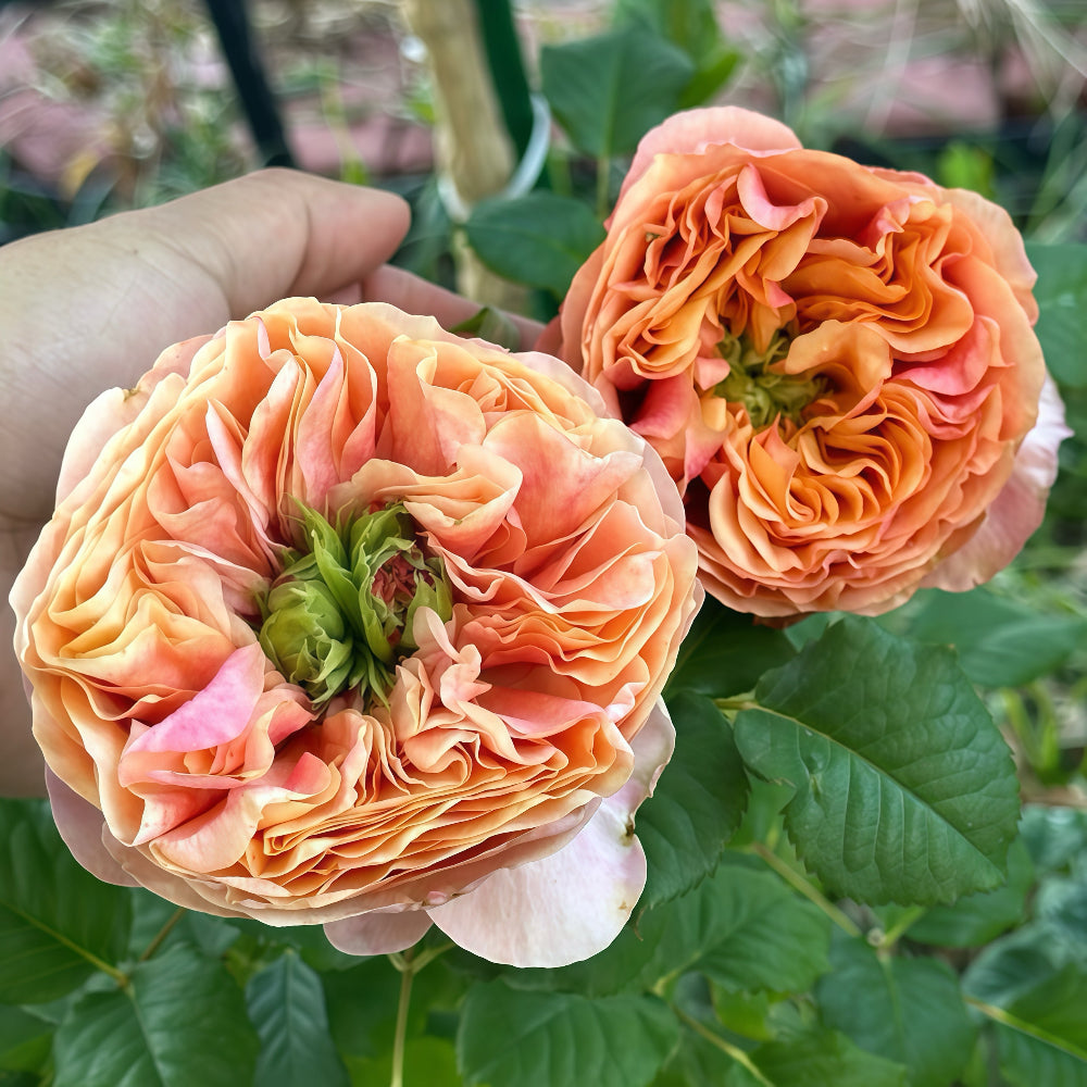 South Park Rose