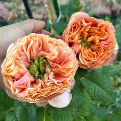 South Park Rose