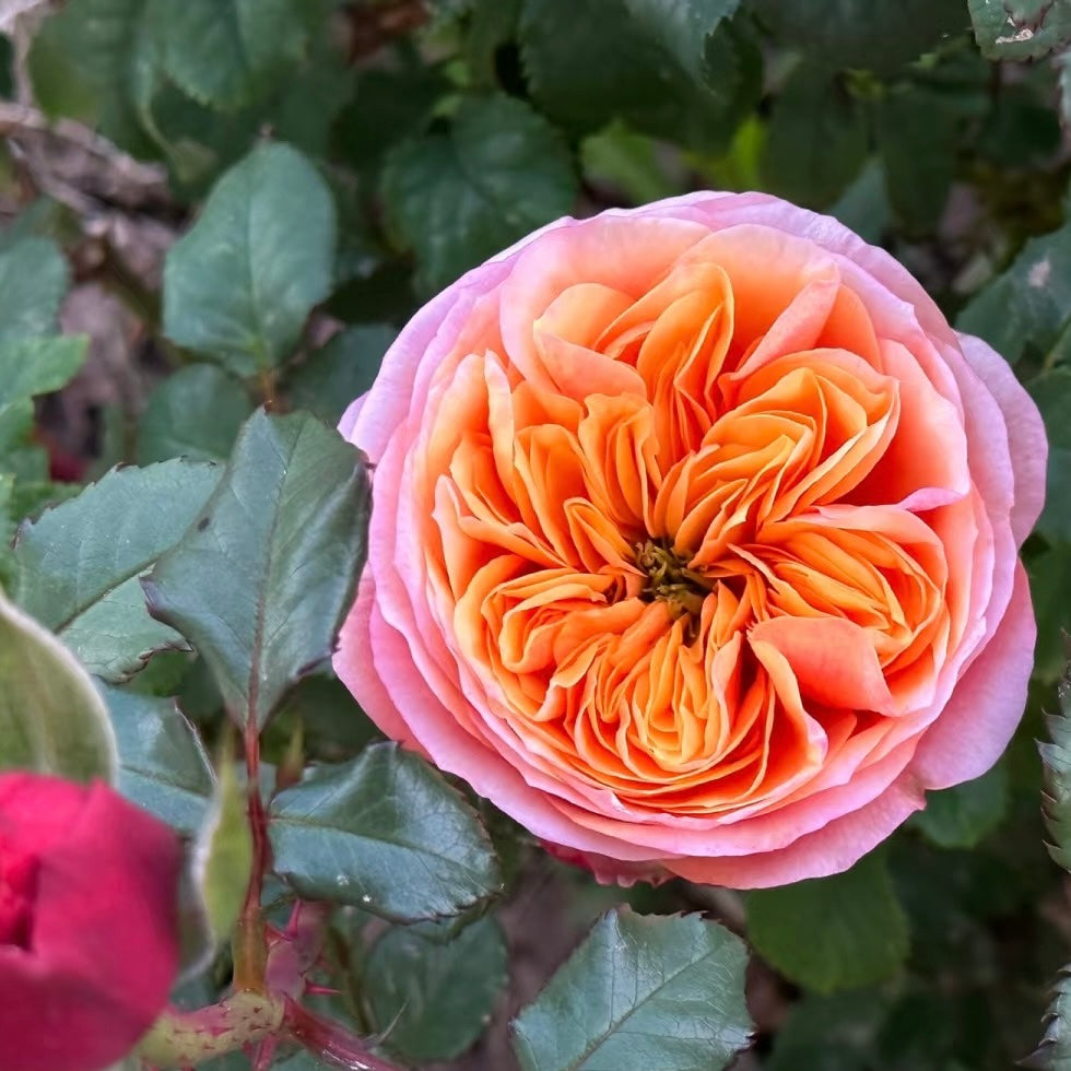 South Park Rose