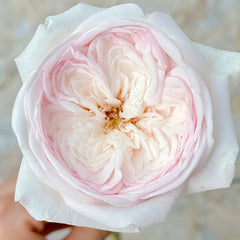 Special Bride Rose