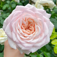 Special Bride Rose