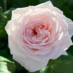 Special Bride Rose