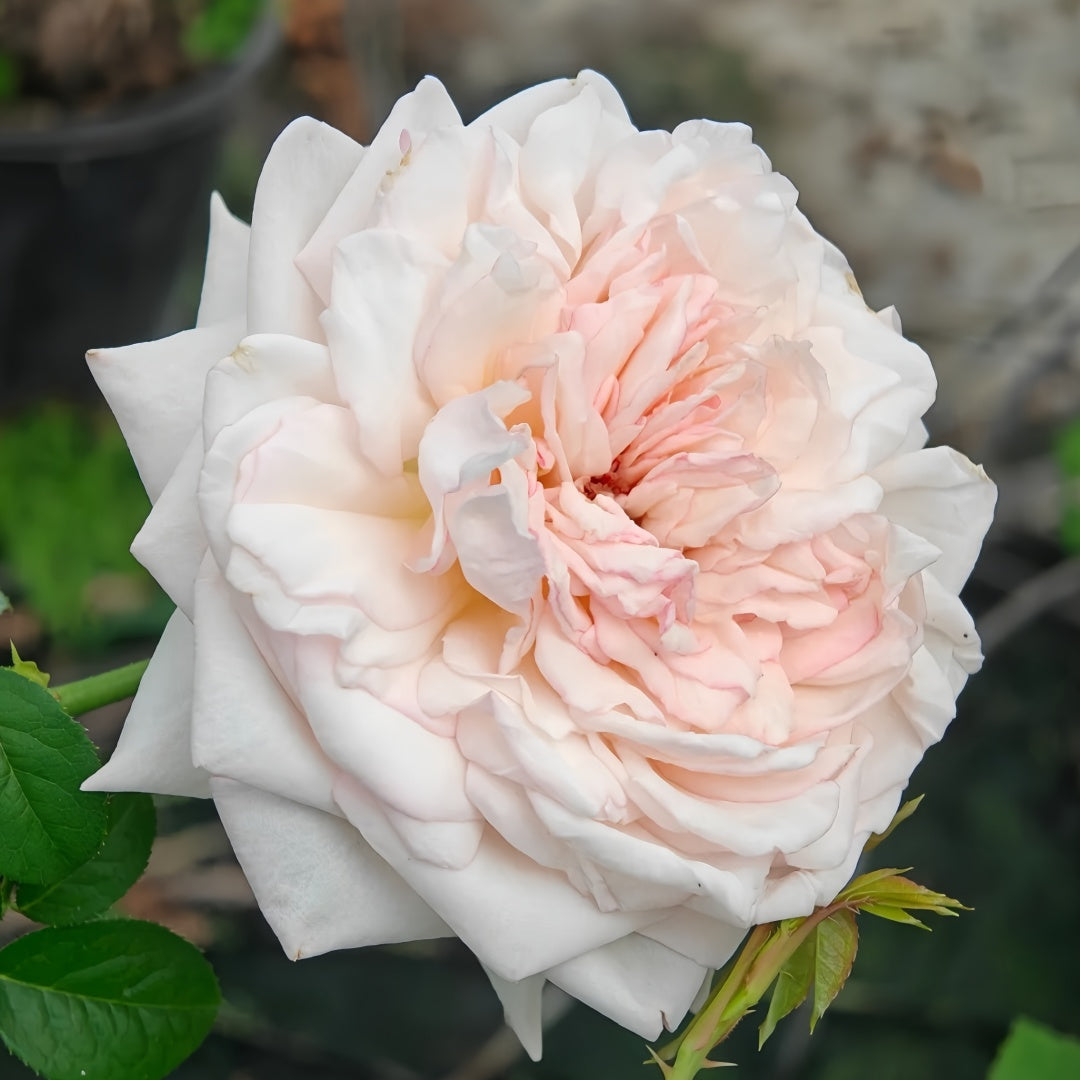 Special Bride Rose