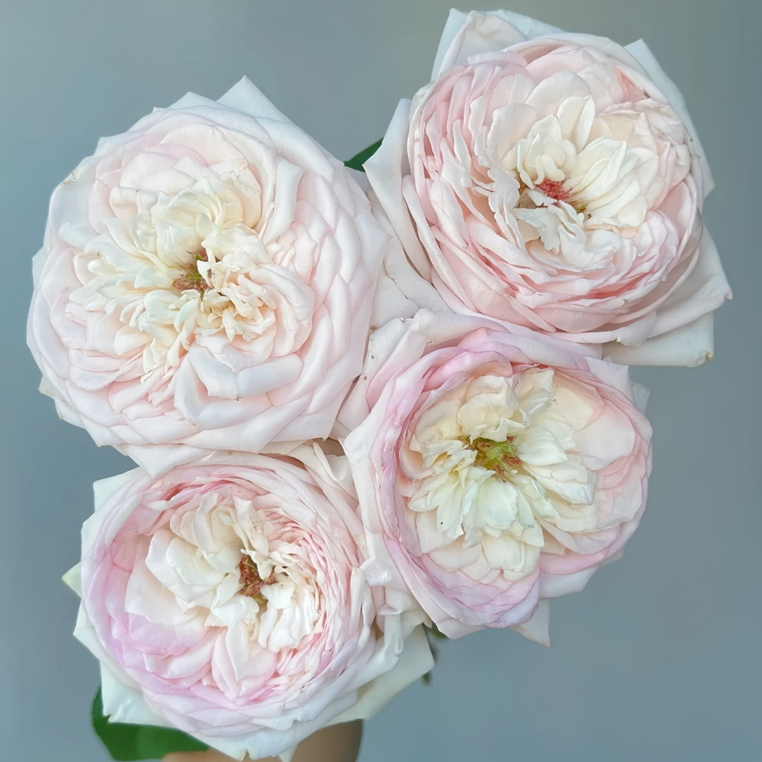Special Bride Rose