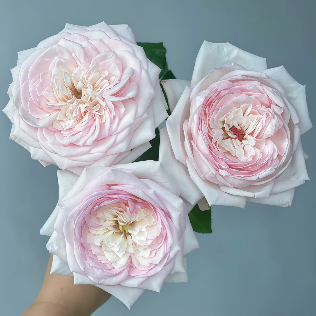 Special Bride Rose
