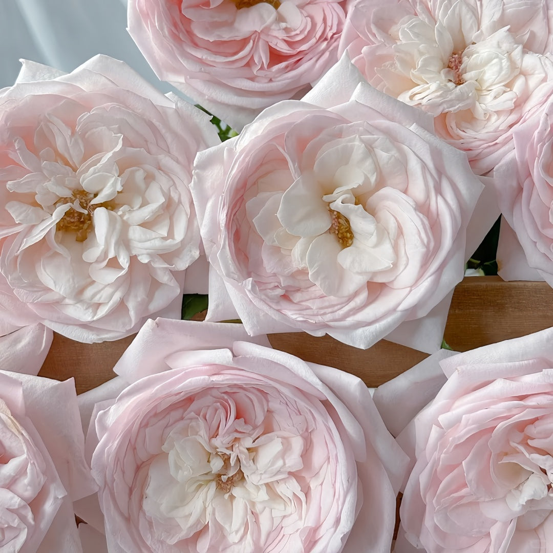 Special Bride Rose