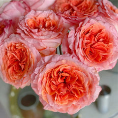 Special Song Rose