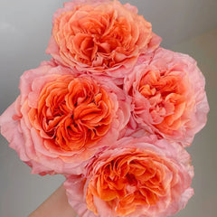 Special Song Rose
